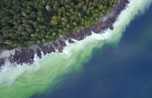 Primeiros sinais de desova de arenque geram entusiasmo na Ilha de Vancouver Ícone de conversão de texto em fala