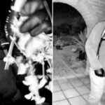 Principais brindes no caso Nancy Guthrie que mostram que o suposto sequestrador não é 'um assassino treinado': ex-agente especial do FBI