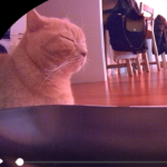 Proprietário coloca gato em dieta – então Petcam mostra o que ele está fazendo secretamente