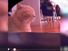 Proprietário coloca gato em dieta – então Petcam mostra o que ele está fazendo secretamente Proprietário coloca gato em dieta – então Petcam mostra o que ele está fazendo secretamente