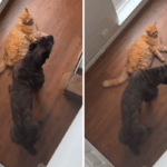 Proprietário cria Cane Corso e Cat juntos – agora eles pensam que são irmãos de ninhada