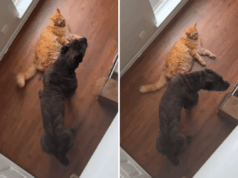 Proprietário cria Cane Corso e Cat juntos – agora eles pensam que são irmãos de ninhada Proprietário cria Cane Corso e Cat juntos – agora eles pensam que são irmãos de ninhada