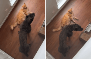 Proprietário cria Cane Corso e Cat juntos – agora eles pensam que são irmãos de ninhada Proprietário cria Cane Corso e Cat juntos – agora eles pensam que são irmãos de ninhada