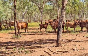 Proprietário de estação de gado de Kimberley pronto para ‘encontrar o mercado’ em leilão online Proprietário de estação de gado de Kimberley pronto para ‘encontrar o mercado’ em leilão online