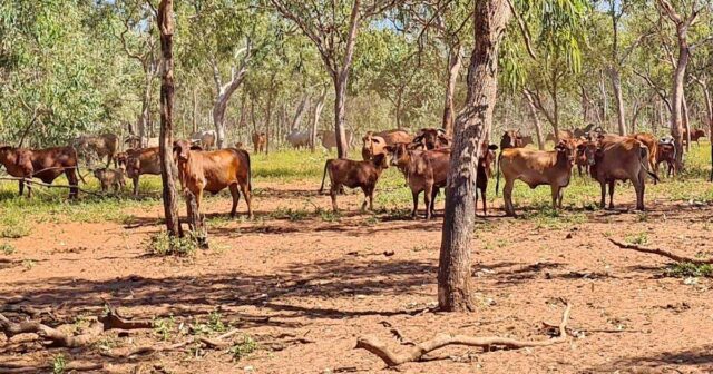 Proprietário de estação de gado de Kimberley pronto para ‘encontrar o mercado’ em leilão online
