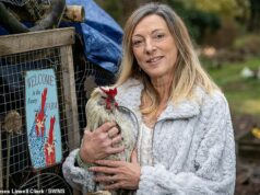 Proprietário de galo barulhento é ameaçado com um ASBO enquanto o conselho toma medidas contra seu canto ‘irracional e persistente’ Sue Farthing, 58 (foto com o Coronel) disse que o incidente foi uma 'insanidade'