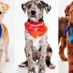 2000237 Puppy Bowl XXII 2026 Galeria