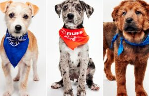 Puppy Bowl 2026: Conheça os cães concorrentes 2000237 Puppy Bowl XXII 2026 Galeria