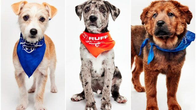 2000237 Puppy Bowl XXII 2026 Galeria