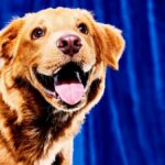 sabrina-carpenter-super-bowl-pringles-comerciais