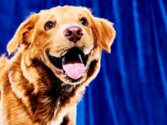 Puppy Bowl 2026: horário de início, onde assistir e mais detalhes sabrina-carpenter-super-bowl-pringles-comerciais