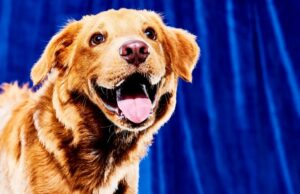 Puppy Bowl 2026: horário de início, onde assistir e mais detalhes sabrina-carpenter-super-bowl-pringles-comerciais