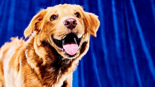 sabrina-carpenter-super-bowl-pringles-comerciais