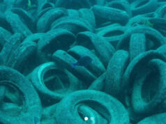 Quase 60 anos depois, fotos revelam consequências desastrosas de ‘projeto bem intencionado’: ‘Definitivamente temos muito trabalho a fazer’ Yahoo news home