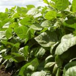 Quebre os benefícios da safra com retornos da safra comercial: virada de estrela do feijão mungo de US$ 1.500/t