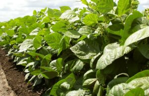 Quebre os benefícios da safra com retornos da safra comercial: virada de estrela do feijão mungo de US$ 1.500/t Quebre os benefícios da safra com retornos da safra comercial: virada de estrela do feijão mungo de US$ 1.500/t