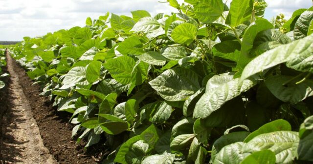 Quebre os benefícios da safra com retornos da safra comercial: virada de estrela do feijão mungo de US$ 1.500/t
