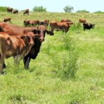 Queensland desfruta de ganhos nos preços das terras agrícolas enquanto os estados do sul lutam