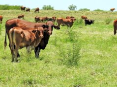 Queensland desfruta de ganhos nos preços das terras agrícolas enquanto os estados do sul lutam Queensland desfruta de ganhos nos preços das terras agrícolas enquanto os estados do sul lutam