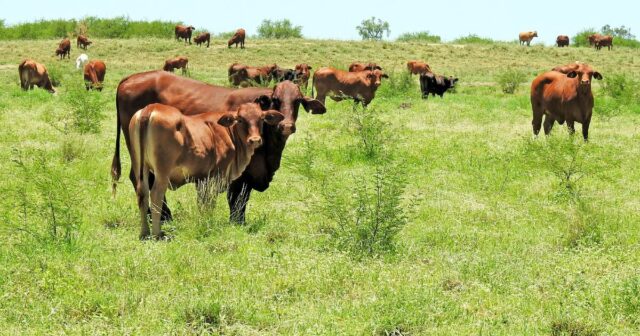 Queensland desfruta de ganhos nos preços das terras agrícolas enquanto os estados do sul lutam
