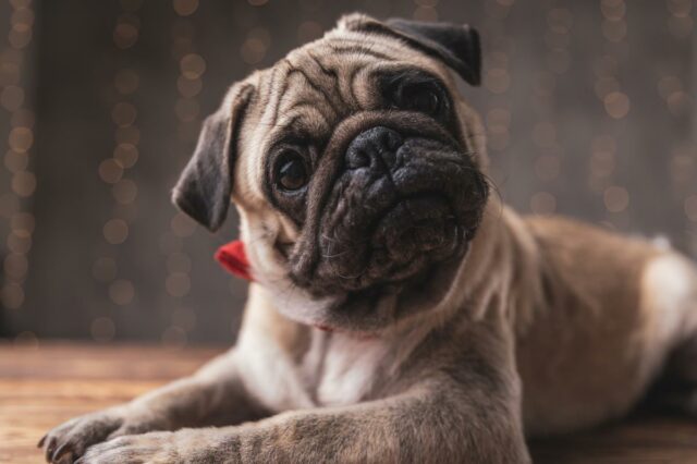 Mulher idosa com gripe assoando o nariz com um lenço.