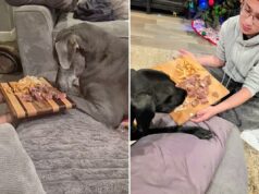 Refeições finais de cães moribundos pagas com gentileza no Outback Steakhouse: ‘Algo que nunca esquecerei’ Uma pessoa oferece uma tábua de madeira com bife e batatas fritas a um cachorro cinza deitado em um sofá.