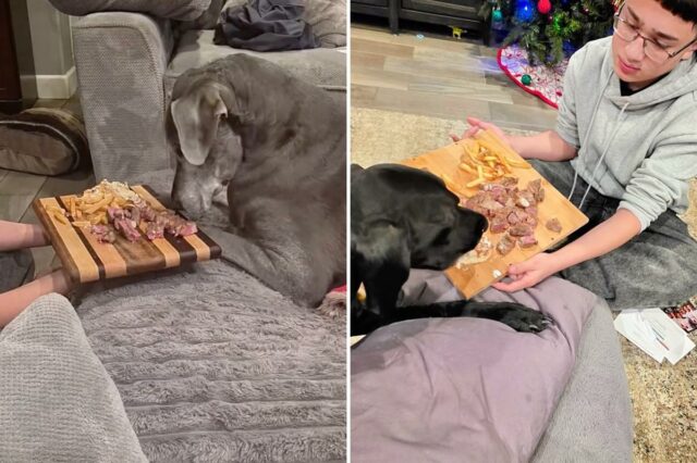 Uma pessoa oferece uma tábua de madeira com bife e batatas fritas a um cachorro cinza deitado em um sofá.