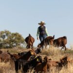 'Revolução' da indústria caprina: preços sobem para US$ 6/kg, esperança de estabilidade cresce