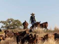 ‘Revolução’ da indústria caprina: preços sobem para US$ 6/kg, esperança de estabilidade cresce 'Revolução' da indústria caprina: preços sobem para US$ 6/kg, esperança de estabilidade cresce