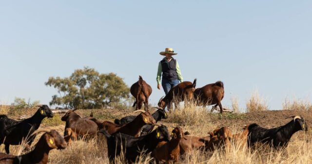 'Revolução' da indústria caprina: preços sobem para US$ 6/kg, esperança de estabilidade cresce
