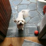 Shih Tzu é 'todo floof e sem cérebro', diz o proprietário, aqui está o porquê