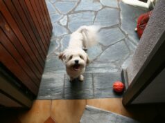 Shih Tzu é ‘todo floof e sem cérebro’, diz o proprietário, aqui está o porquê Shih Tzu é 'todo floof e sem cérebro', diz o proprietário, aqui está o porquê