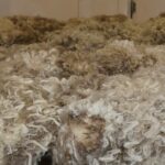 Sinais futuros encorajadores à medida que o mercado nacional de lã sustenta a sua trajetória ascendente