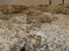 Sinais futuros encorajadores à medida que o mercado nacional de lã sustenta a sua trajetória ascendente Sinais futuros encorajadores à medida que o mercado nacional de lã sustenta a sua trajetória ascendente