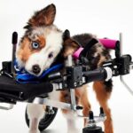 morte de cachorro tigela de cachorro Warner Media Discovery 1