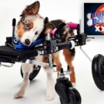 Cachorrinho com bandana azul do Team Fluff em cadeira de rodas.