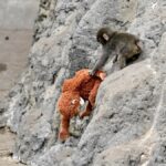 soco no macaco aparece em um vídeo viral de IA
