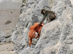 Todos nós amamos vídeos virais de Punch the Monkey. Muitos deles são IA. soco no macaco aparece em um vídeo viral de IA