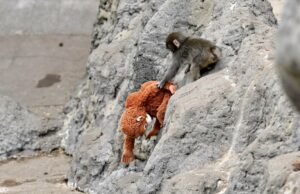 Todos nós amamos vídeos virais de Punch the Monkey. Muitos deles são IA. soco no macaco aparece em um vídeo viral de IA