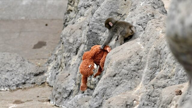 soco no macaco aparece em um vídeo viral de IA
