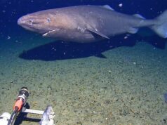 Tubarão capturado pela câmera pela primeira vez nas profundezas quase congelantes da Antártica Ícone de conversão de texto em fala
