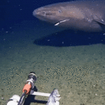 Tubarão surpresa capturado pela câmera pela primeira vez nas profundezas congeladas da Antártida