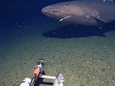 Tubarão surpresa capturado pela câmera pela primeira vez nas profundezas congeladas da Antártida Tubarão surpresa capturado pela câmera pela primeira vez nas profundezas congeladas da Antártida