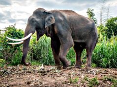 Turista é pisoteado até a morte por elefante em parque nacional tailandês Turista é pisoteado até a morte por elefante em parque nacional tailandês