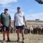 'Um ótimo momento para estar em ovelhas Merino': confiança cresce para um impulso no mercado