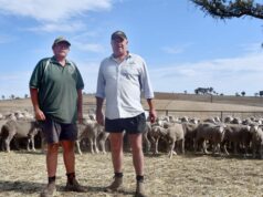 ‘Um ótimo momento para estar em ovelhas Merino’: confiança cresce para um impulso no mercado 'Um ótimo momento para estar em ovelhas Merino': confiança cresce para um impulso no mercado