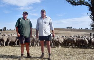 ‘Um ótimo momento para estar em ovelhas Merino’: confiança cresce para um impulso no mercado 'Um ótimo momento para estar em ovelhas Merino': confiança cresce para um impulso no mercado