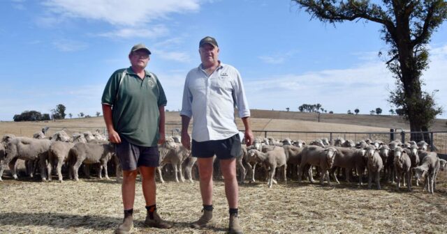 'Um ótimo momento para estar em ovelhas Merino': confiança cresce para um impulso no mercado
