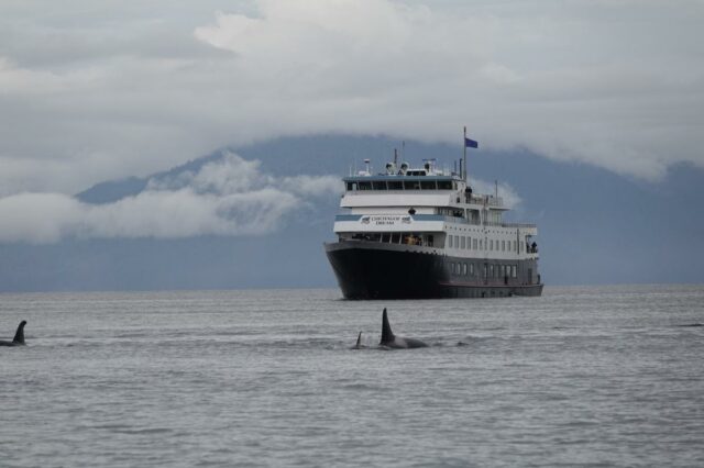 Uma cauda de baleia desaparecendo em águas calmas ao pôr do sol, com texto 