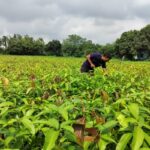 Varaha da Índia arrecada US$ 20 milhões para aumentar a remoção de carbono do Sul Global